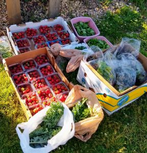 June harvest from community garden